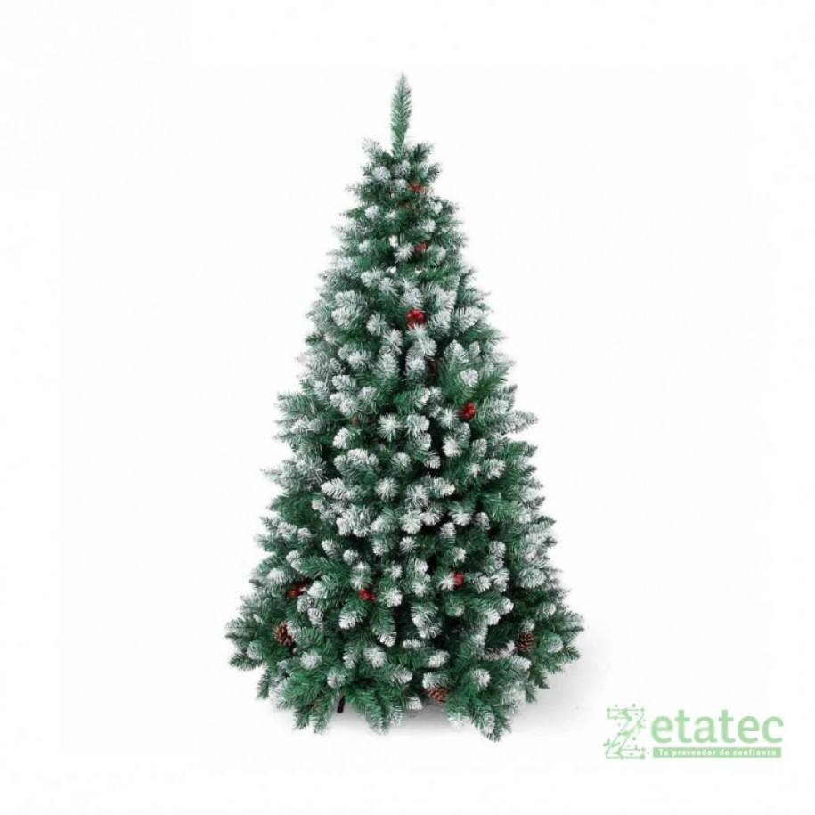 Árbol coposo de ciprés con frutos rojos y puntas blancas, altura aproximada 2-10 metros.